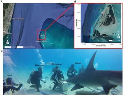 Effects of Food Provisioning on the Daily Ration and Dive Site Use of Great Hammerhead Sharks, Sphyrna mokarran